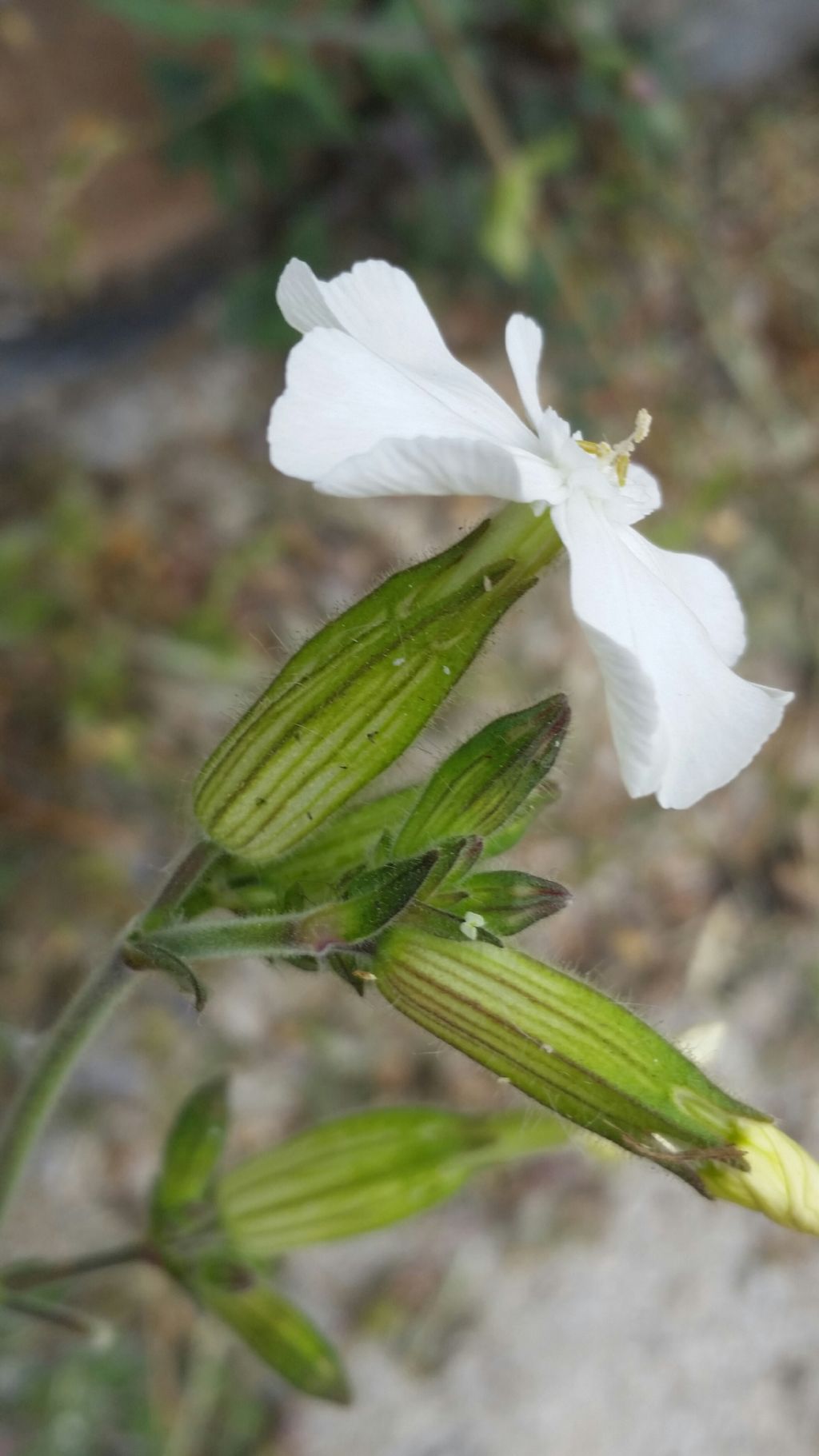 Silene alba